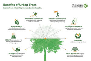 Piantare alberi può ridurre il calore delle nostre città?