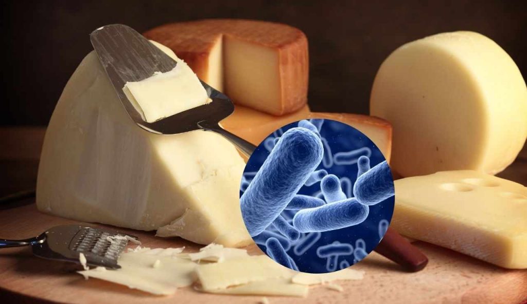 Formaggio e batteri