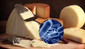 Formaggio e batteri