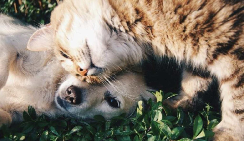 Cani e gatti