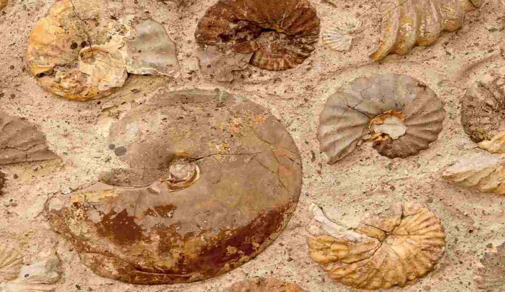 reperto fossile