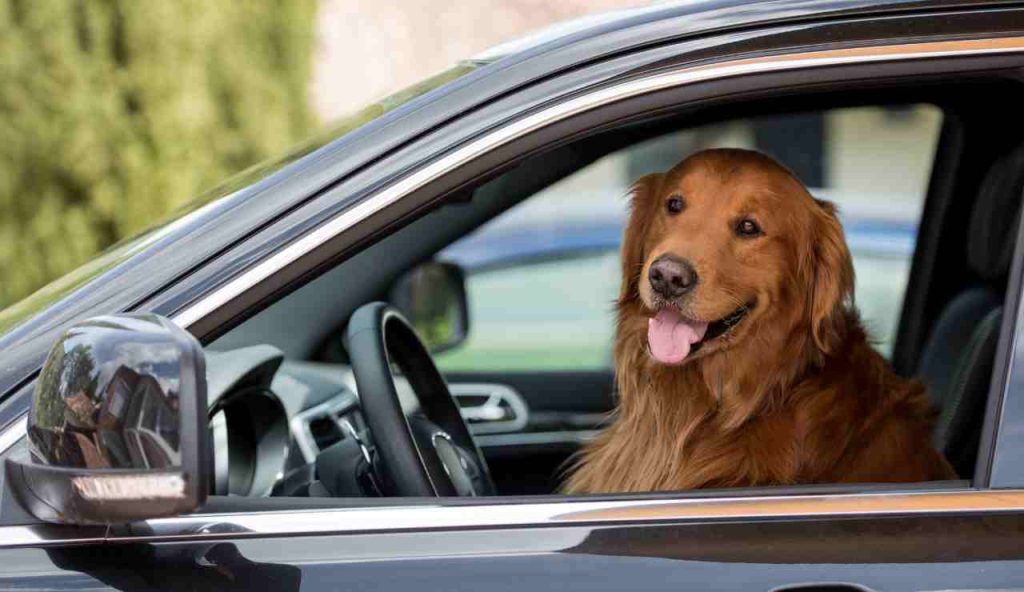 Cane in auto