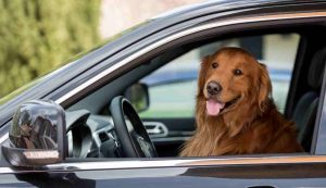 Cane in auto