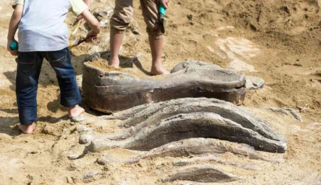 Ossa dinosauro