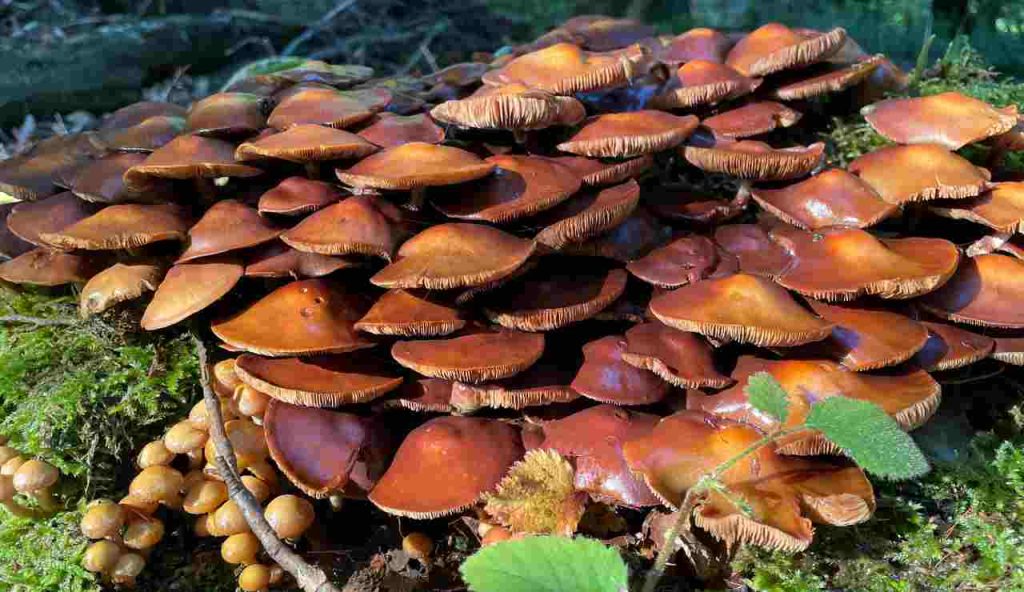 Funghi