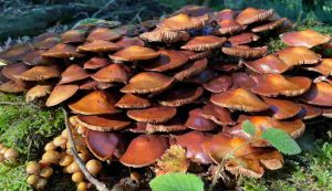 Funghi