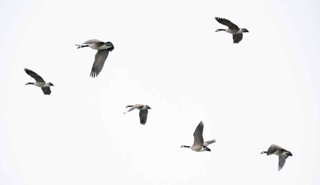 Uccelli in volo