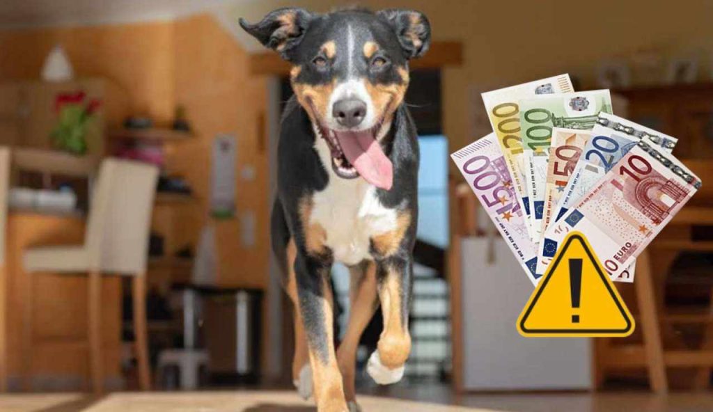 Cane corre in casa (Depositphotos foto) - www.buildingcue.it