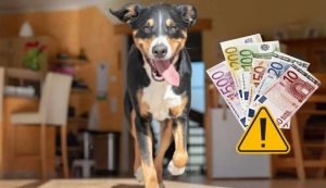 Cane corre in casa (Depositphotos foto) - www.buildingcue.it