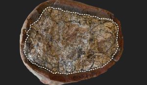 Le feci fossilizzate (Curtin University foto) - www.buildingcue.it