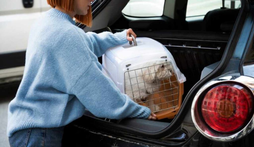 Viaggiare con animali