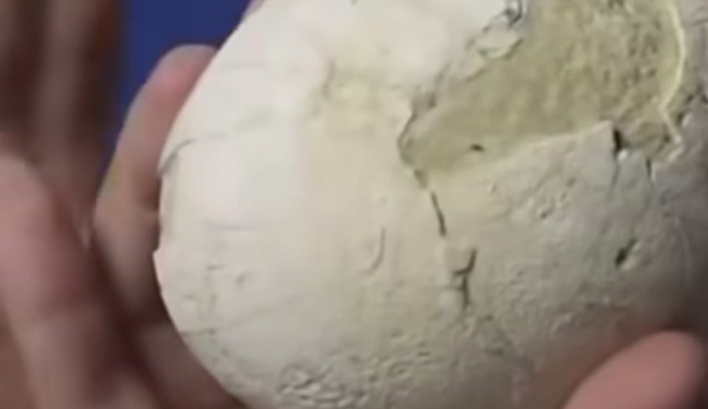 Uovo di dinosauro