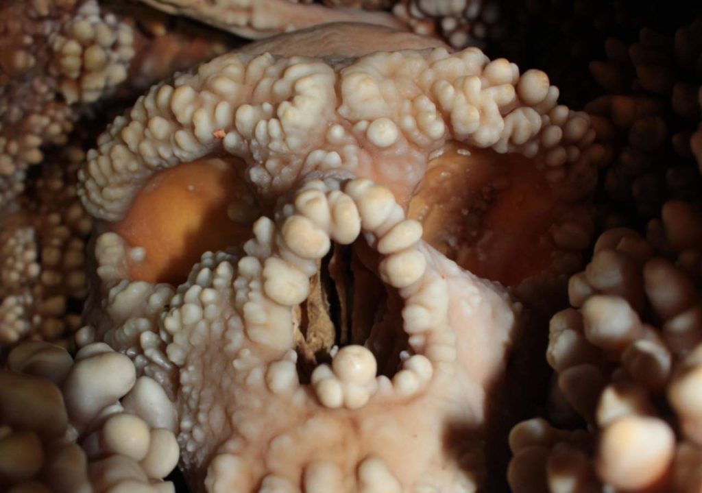 Naso largo ma adatto al freddo: nuove scoperte sul Neanderthal grazie allo scheletro di Altamura