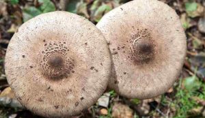 Funghi materiale edlizio