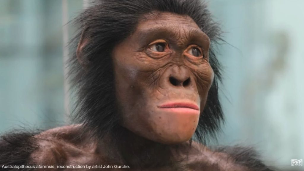 Scoperto un “cugino” di Lucy: due specie umane convivevano 3,4 milioni di anni fa