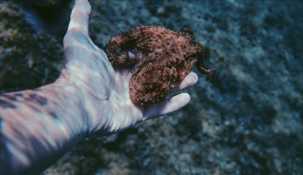 Piatto e rigido all’asciutto, morbido e colorato con l’acqua: ecco il nuovo materiale ispirato ai cefalopodi